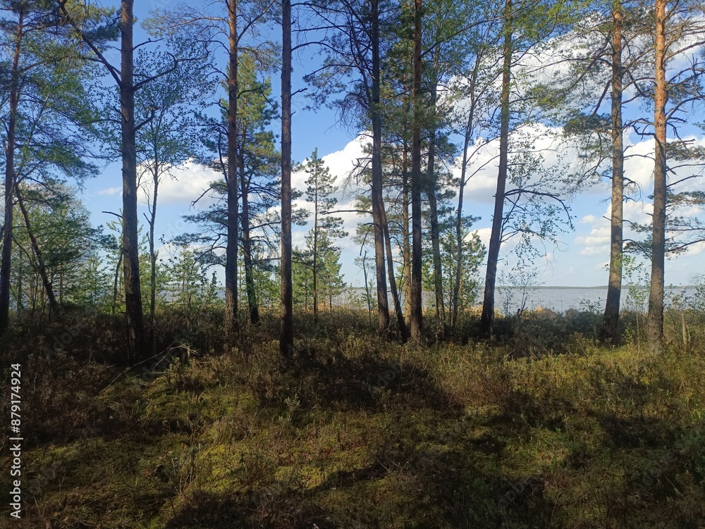 Rekyva forest and lake during sunny summer day. Pine and birch tree woodland. Wavy lake. Bushes and small trees are growing in woods. Sunny day with white clouds in sky. Nature. Rekyvos miskas. Rekyva forest and lake during sunny summer day. Pine and birch tree woodland. Wavy lake. Bushes and small trees are growing in woods. Sunny day with white clouds in sky. Nature. Rekyvos miskas.