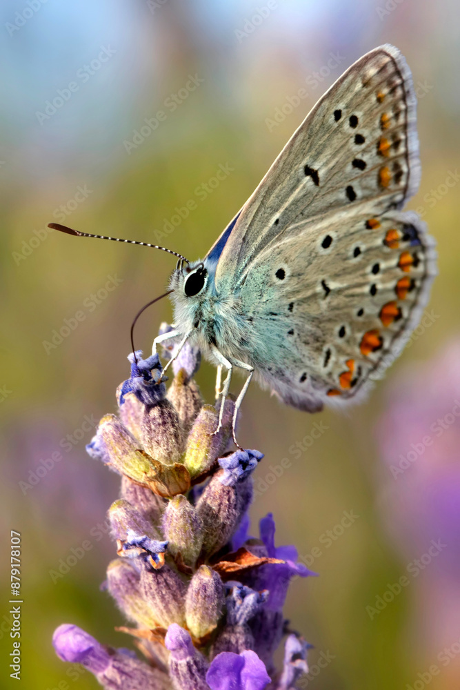 Cute Butterfly. Polyommatus icarus. Common Blue. Nature background. Cute Butterfly. Polyommatus icarus. Common Blue. Nature background.