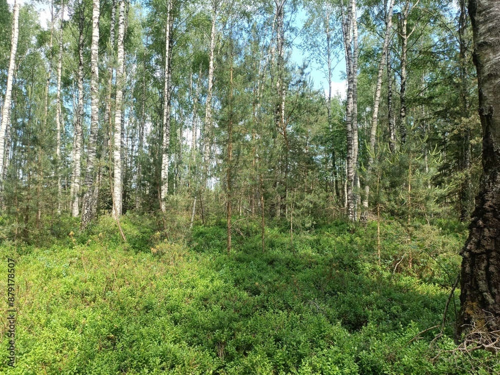 Rekyva forest during sunny summer day. Pine and birch tree woodland. Blueberry bushes are growing in woods. Sunny day with white and gray clouds in sky. Summer season. Nature. Rekyvos miskas. Rekyva forest during sunny summer day. Pine and birch tree woodland. Blueberry bushes are growing in woods. Sunny day with white and gray clouds in sky. Summer season. Nature. Rekyvos miskas.