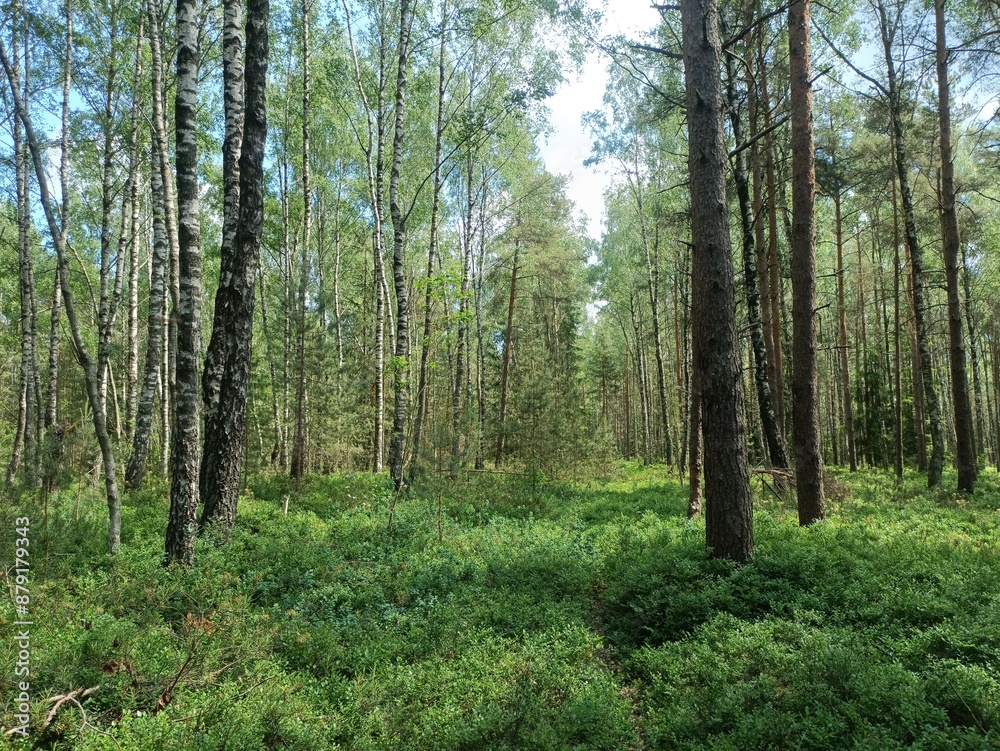 Rekyva forest during sunny summer day. Pine and birch tree woodland. Blueberry bushes are growing in woods. Sunny day with white and gray clouds in sky. Summer season. Nature. Rekyvos miskas. Rekyva forest during sunny summer day. Pine and birch tree woodland. Blueberry bushes are growing in woods. Sunny day with white and gray clouds in sky. Summer season. Nature. Rekyvos miskas.