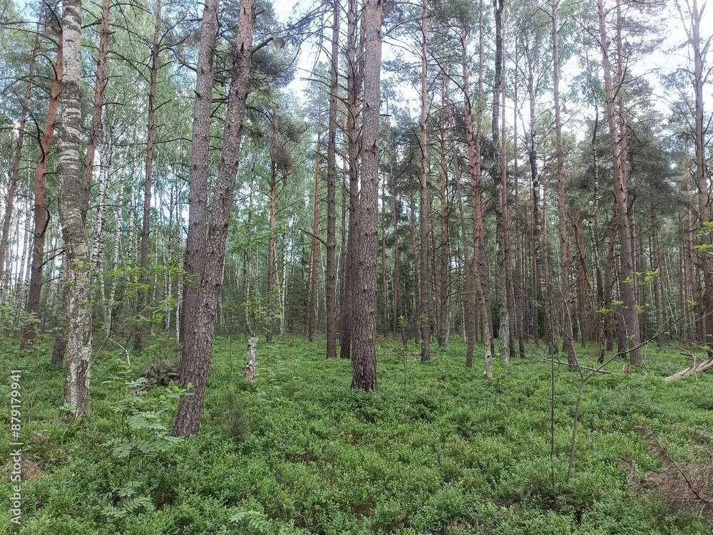Rekyva forest during sunny summer day. Pine and birch tree woodland. Blueberry bushes are growing in woods. Sunny day with white and gray clouds in sky. Summer season. Nature. Rekyvos miskas. Rekyva forest during sunny summer day. Pine and birch tree woodland. Blueberry bushes are growing in woods. Sunny day with white and gray clouds in sky. Summer season. Nature. Rekyvos miskas.