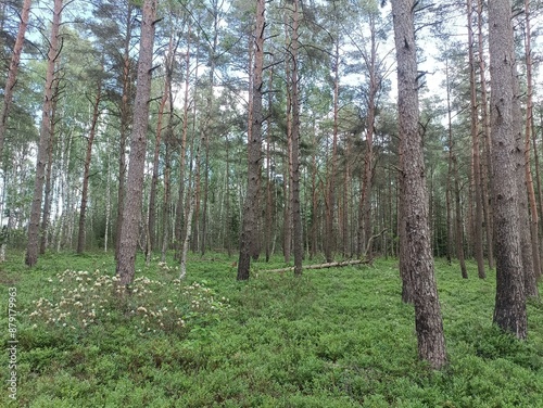 Rekyva forest during sunny summer day. Pine and birch tree woodland. Blueberry bushes are growing in woods. Sunny day with white and gray clouds in sky. Summer season. Nature. Rekyvos miskas.