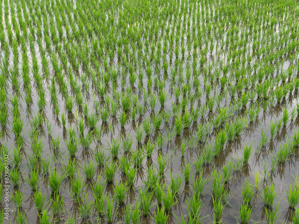 苗が育つ水田の風景 苗が育つ水田の風景