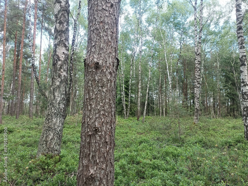 Rekyva forest during sunny summer day. Pine and birch tree woodland. Blueberry bushes are growing in woods. Sunny day with white and gray clouds in sky. Summer season. Nature. Rekyvos miskas. Rekyva forest during sunny summer day. Pine and birch tree woodland. Blueberry bushes are growing in woods. Sunny day with white and gray clouds in sky. Summer season. Nature. Rekyvos miskas.