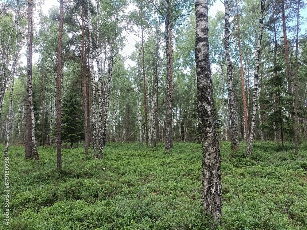 Rekyva forest during sunny summer day. Pine and birch tree woodland. Blueberry bushes are growing in woods. Sunny day with white and gray clouds in sky. Summer season. Nature. Rekyvos miskas. Rekyva forest during sunny summer day. Pine and birch tree woodland. Blueberry bushes are growing in woods. Sunny day with white and gray clouds in sky. Summer season. Nature. Rekyvos miskas.