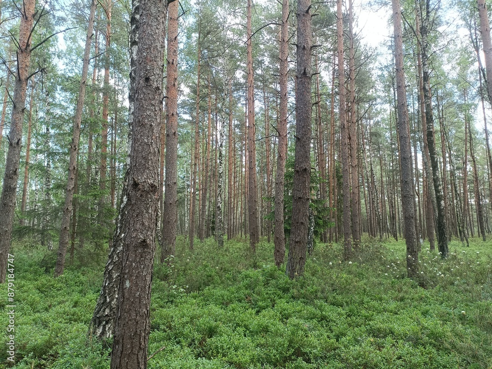 Rekyva forest during sunny summer day. Pine and birch tree woodland. Blueberry bushes are growing in woods. Sunny day with white and gray clouds in sky. Summer season. Nature. Rekyvos miskas. Rekyva forest during sunny summer day. Pine and birch tree woodland. Blueberry bushes are growing in woods. Sunny day with white and gray clouds in sky. Summer season. Nature. Rekyvos miskas.