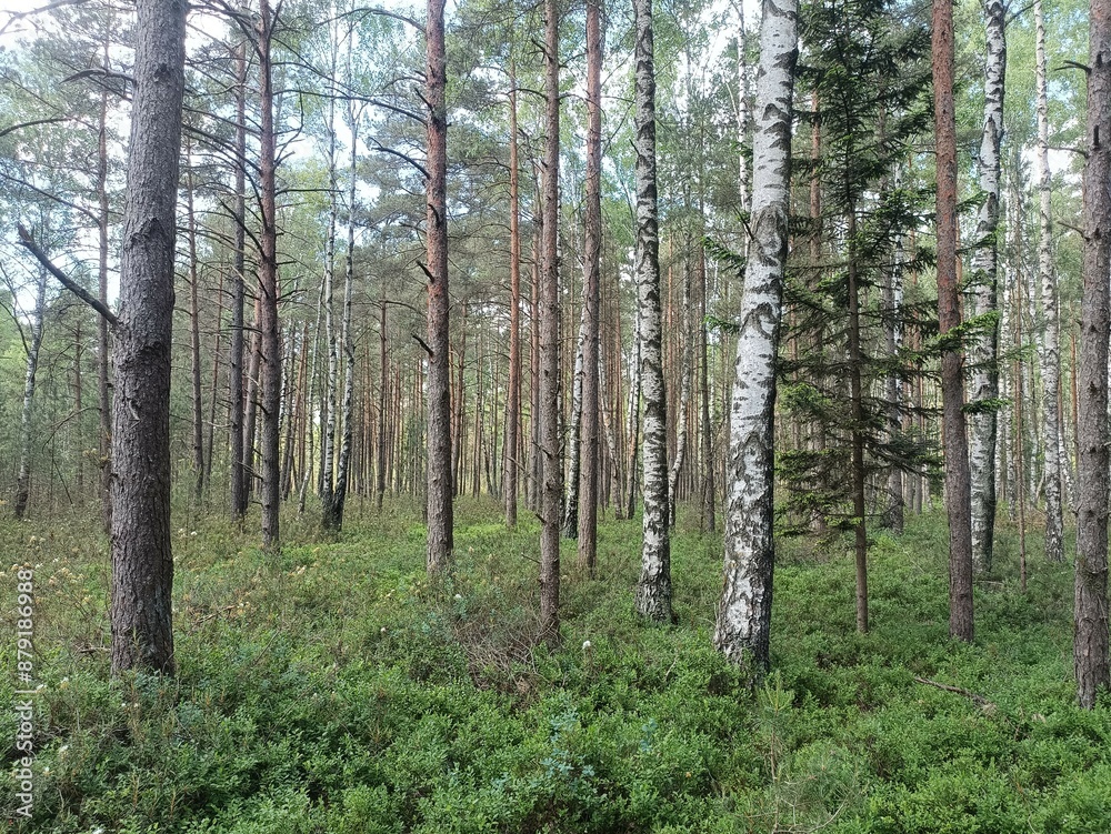 Rekyva forest during sunny summer day. Pine and birch tree woodland. Blueberry bushes are growing in woods. Sunny day with white and gray clouds in sky. Summer season. Nature. Rekyvos miskas. Rekyva forest during sunny summer day. Pine and birch tree woodland. Blueberry bushes are growing in woods. Sunny day with white and gray clouds in sky. Summer season. Nature. Rekyvos miskas.