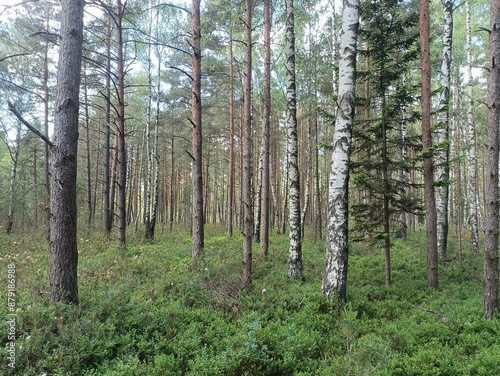 Rekyva forest during sunny summer day. Pine and birch tree woodland. Blueberry bushes are growing in woods. Sunny day with white and gray clouds in sky. Summer season. Nature. Rekyvos miskas.