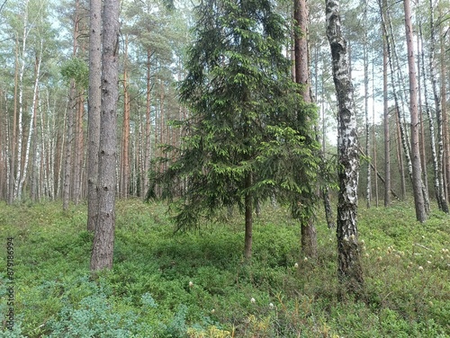Rekyva forest during sunny summer day. Pine and birch tree woodland. Blueberry bushes are growing in woods. Sunny day with white and gray clouds in sky. Summer season. Nature. Rekyvos miskas.