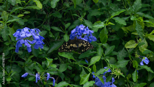 A photograph of a lime butter perched on Plumbago auriculata flowers. photo