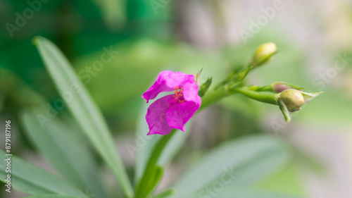 A photograph of a waterleaf flower. photo