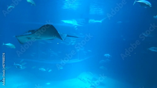 The Pink whipray and schools of the Giant trevally and the Bigeye trevally swimming underwater. 4K photo