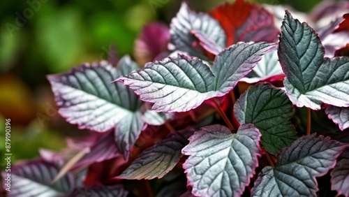  Vibrant foliage a symphony of natures artistry