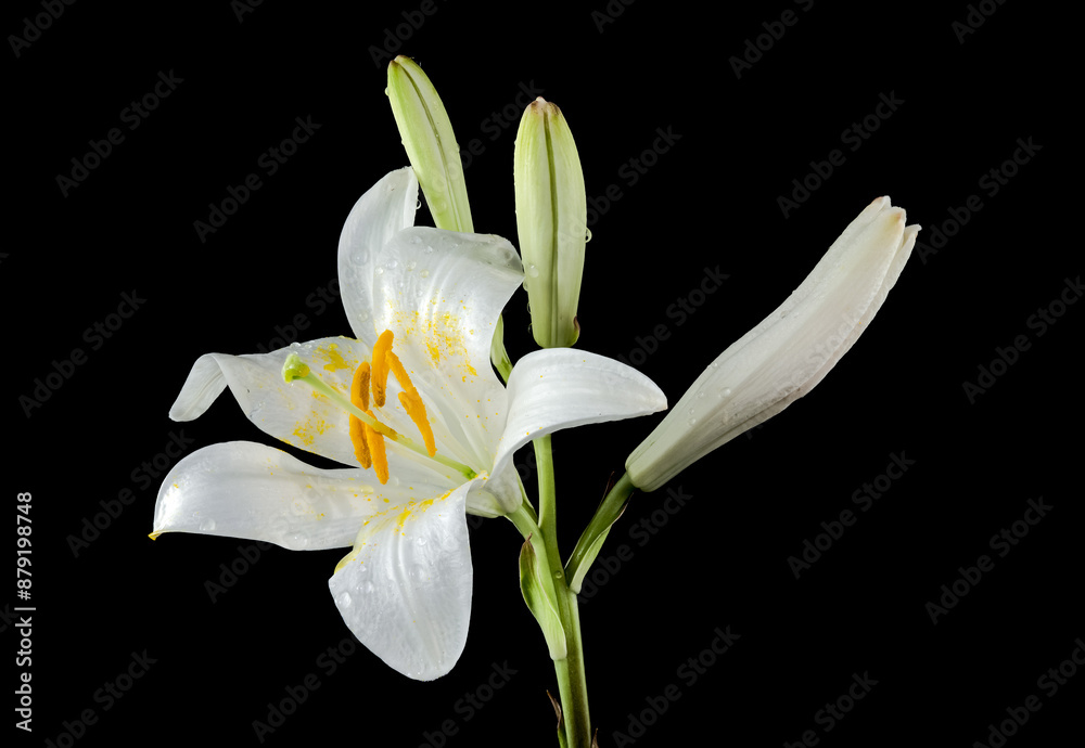 Fototapeta premium Blooming white lily on a black background