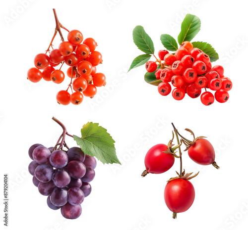 Collection of berries isolated transparent background. Including rowanberries, grapes, and rose hips. Clipart for food packaging, recipe book and healthy eating promotion. photo