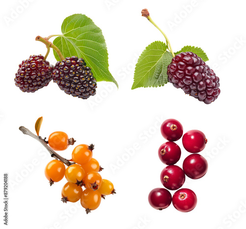 Collection of berries isolated transparent background. Including buckthorn, mulberries and cranberries. Clipart for food packaging, recipe book and healthy eating promotion.