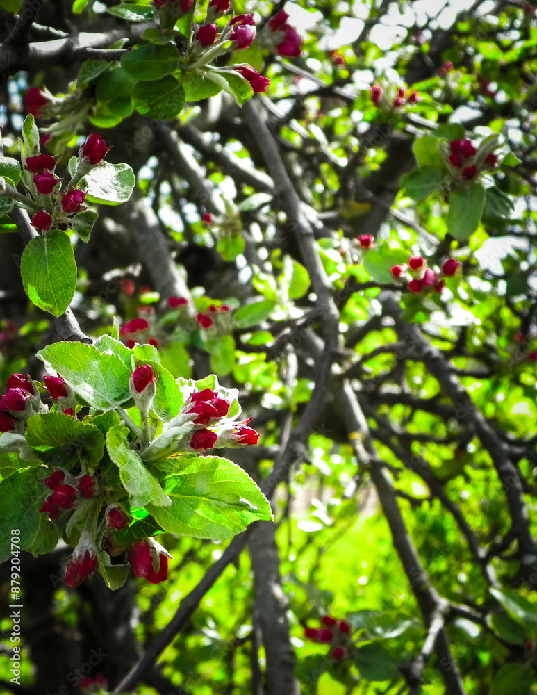 Obraz premium Apple flowers on tree.