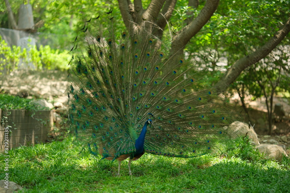 Obraz premium 화려한 깃털과 아름다운 구애동작을 보여주는 수컷 꿩과 조류동물 공작새