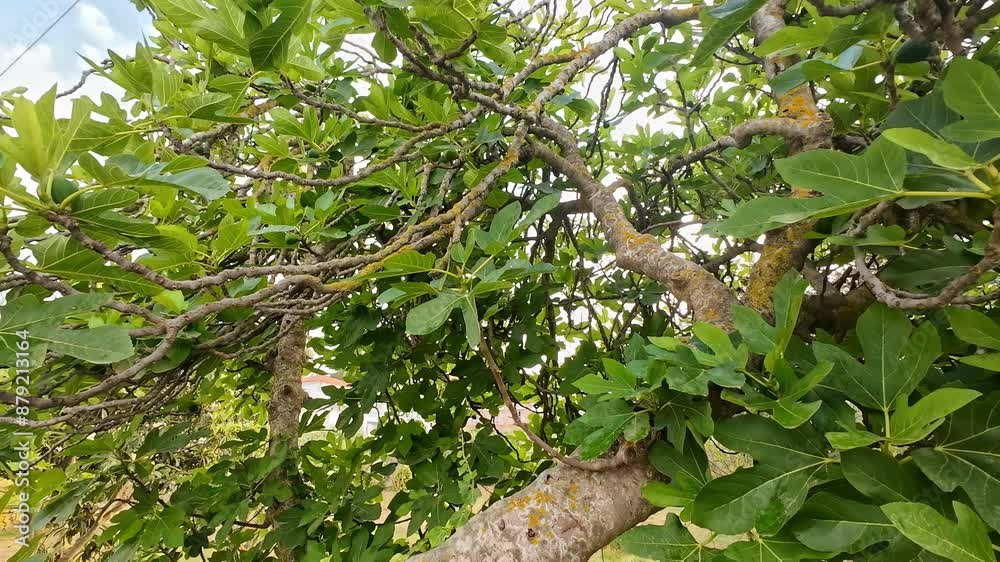 Tilt down shot of a mature fig tree (Ficus Carica) with a thick trunk Tilt down shot of a mature fig tree (Ficus Carica) with a thick trunk