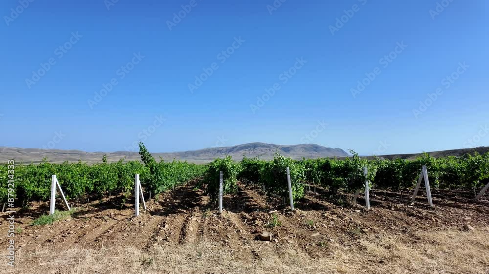 Rows of grapevines in a vineyard with a mountain range in the background, under a clear blue sky. Rows of grapevines in a vineyard with a mountain range in the background, under a clear blue sky.