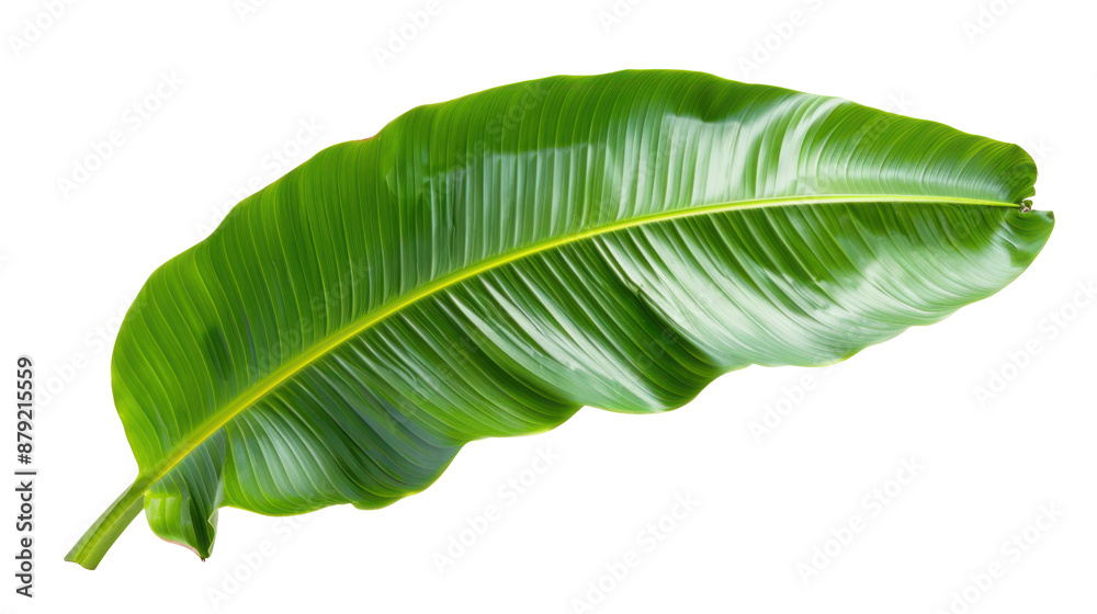 Banana Leaf Isolated on Transparent Background Banana Leaf Isolated on Transparent Background