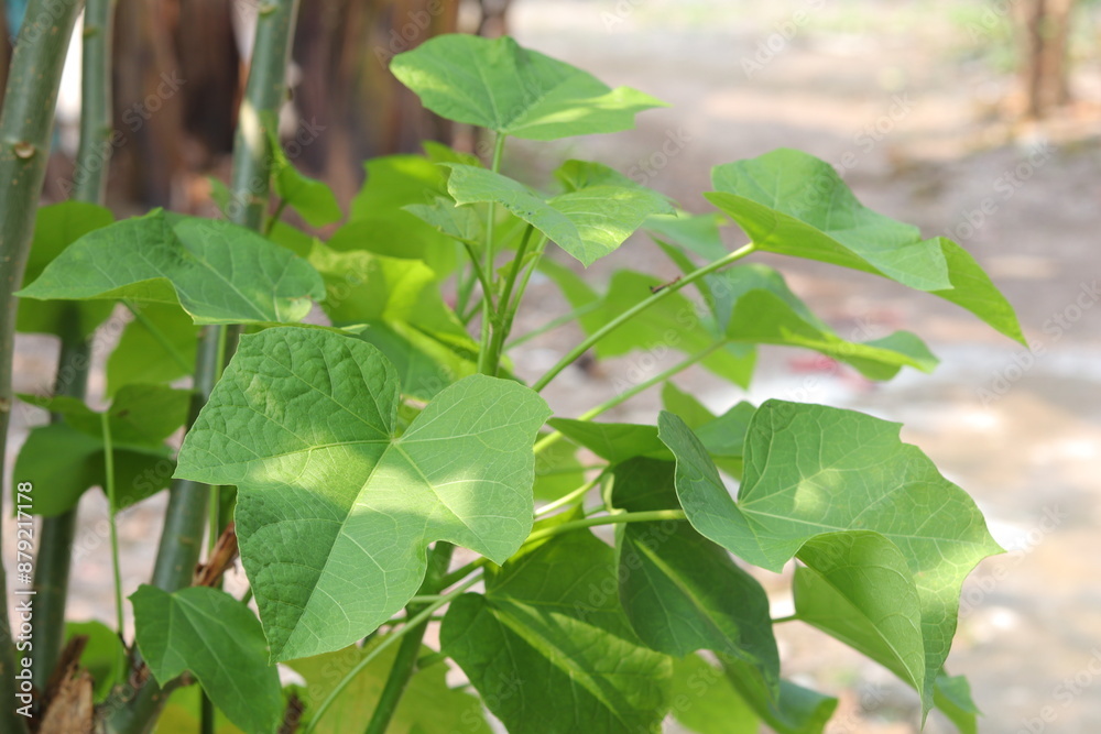 Obraz premium The leaves of the jatropha plant or 