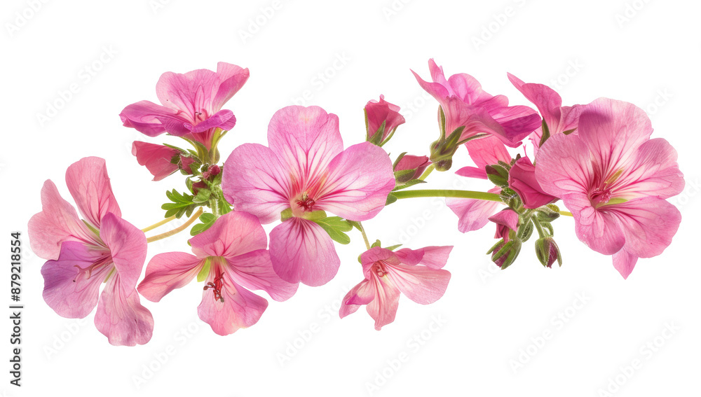 Pink Geranium Flowers on Transparent Background Pink Geranium Flowers on Transparent Background