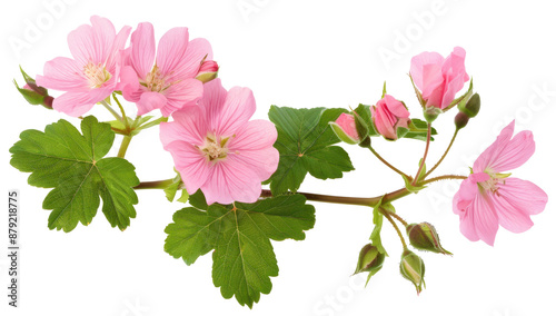 Pink Geranium Flowers with Green Leaves