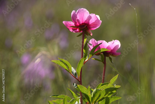 peonias en el campo en primavera