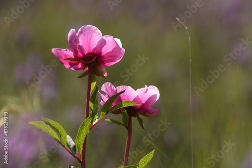 peonias en el campo en primavera