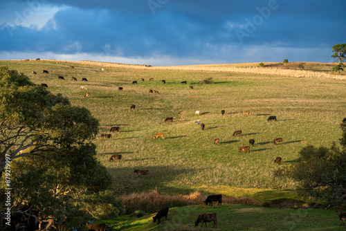 Stud Angus, wagyu, Murray grey, Dairy and beef Cows and Bulls grazing on grass and pasture in a field. The animals are organic and free range, being grown on an agricultural farm in Australia.