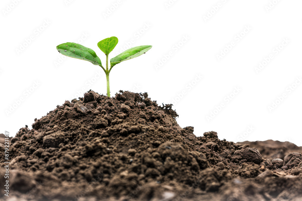 Young green plant sprouting from soil Young green plant sprouting from soil