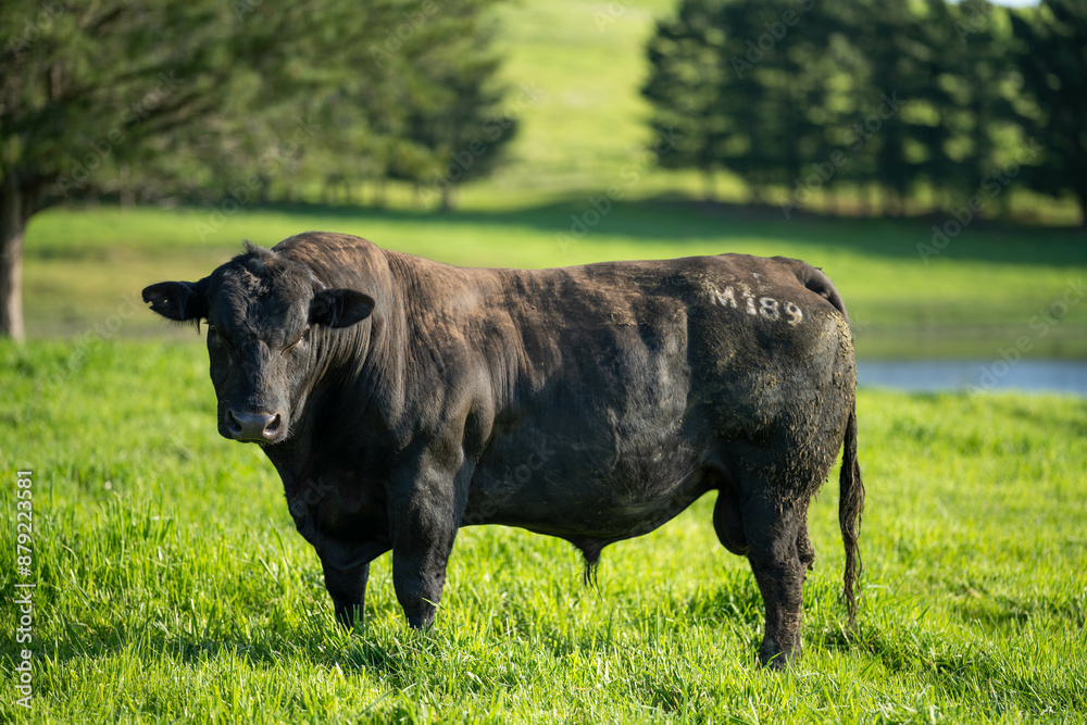 Stud beef angus and wagyu cows in a field on a farm in England. English cattle in a meadow grazing on pasture in springtime. Green grass growing in a paddock on a sustainable agricultural ranch. Stud beef angus and wagyu cows in a field on a farm in England. English cattle in a meadow grazing on pasture in springtime. Green grass growing in a paddock on a sustainable agricultural ranch.