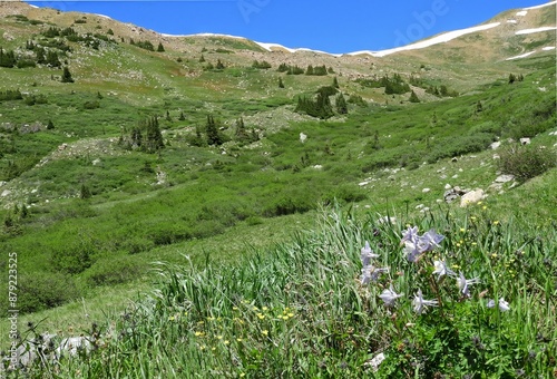 pretty blue columbines, orange indian paintbrush wildflowers, and mountain peaks on a sunny summer day along the upper straight creek trail in in summit county  in the rocky mountains of colorado photo