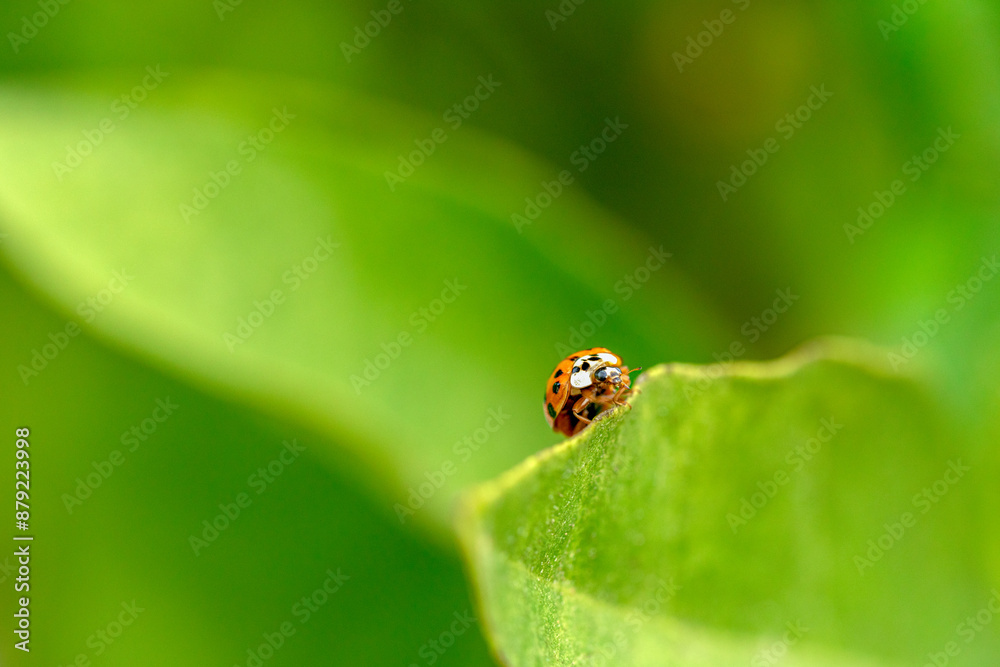 Fototapeta premium ladybug on green leaf, ladybug crawling along the edge of a leaf, green gradient background