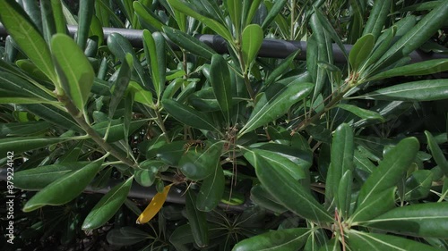 plant and insects on the wind in the Mediterranean garden
