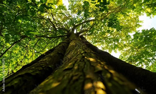 Green Forest Scene: Tree Trunk and Branches Illuminated by Sunlight