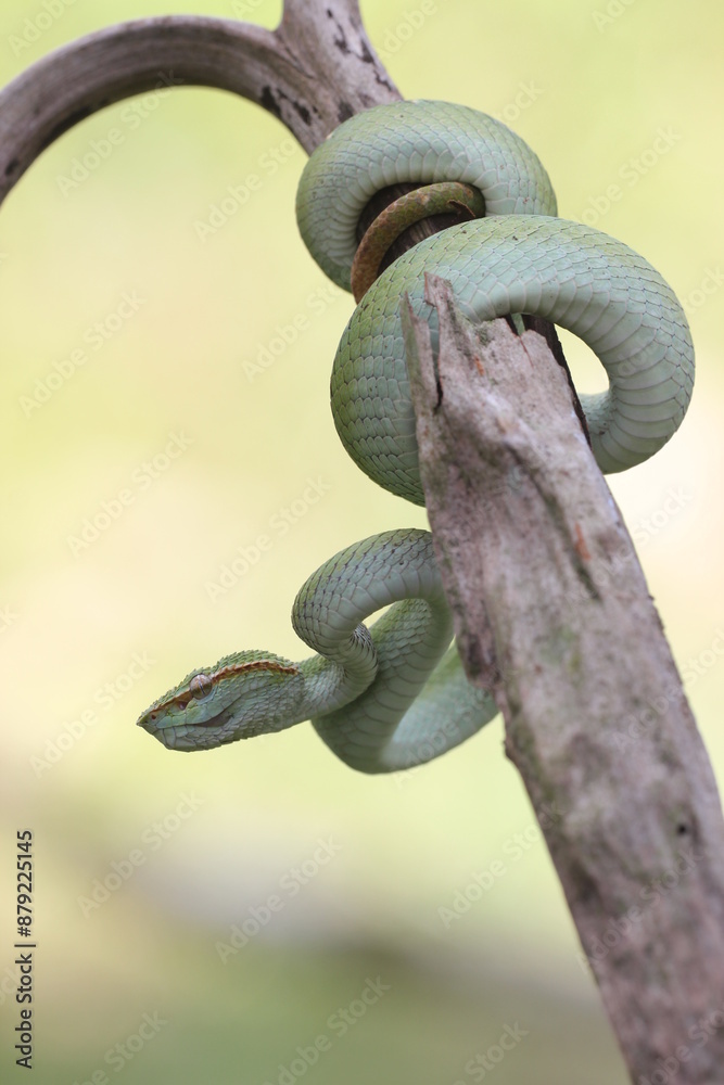 Obraz premium snake, viper snake, viper tropidolaemus subannulatus perched on a dry log