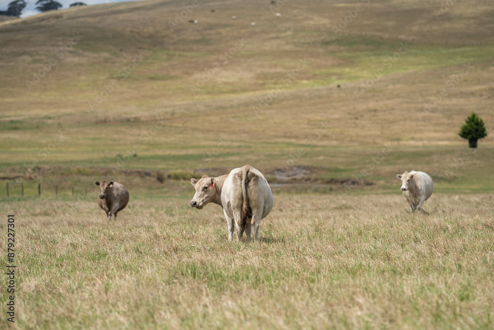 Beef cows and calves grazing on grass on a beef cattle farm in Australia. breeds include murray grey, angus and wagyu. sustainable agriculture practice storing carbon in australia Beef cows and calves grazing on grass on a beef cattle farm in Australia. breeds include murray grey, angus and wagyu. sustainable agriculture practice storing carbon in australia