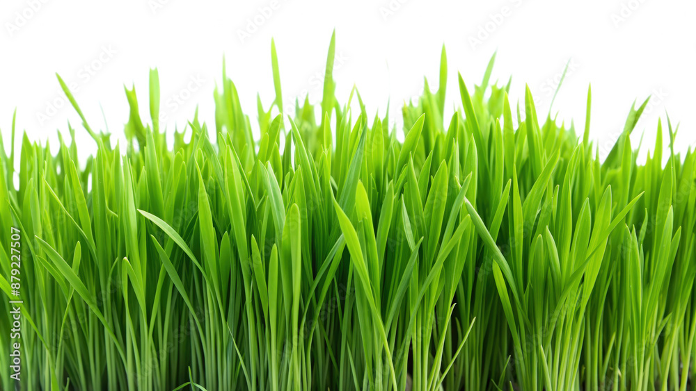 border of green grass on transparent background border of green grass on transparent background