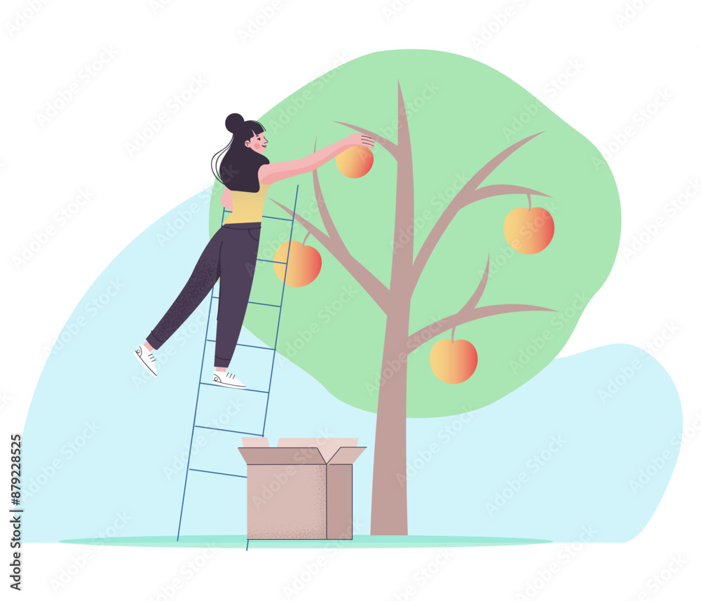 Fototapeta premium Woman harvesting apples from tree