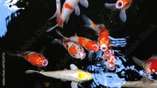 Close up of colorful Koi fishes or Japanese Koi carp swimming in the healthy lake. Koi open mouth finding for food. photo