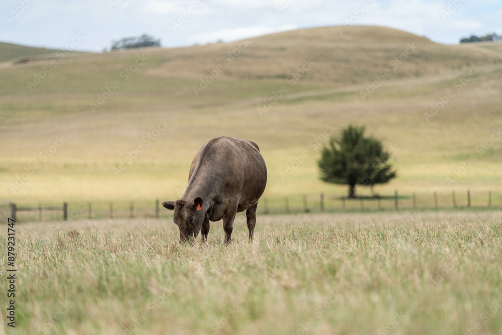 Stud Beef bulls and cows grazing on grass in a field, in Australia. breeds include speckle park, murray grey, angus, brangus and wagyu. beautiful farming landscape Stud Beef bulls and cows grazing on grass in a field, in Australia. breeds include speckle park, murray grey, angus, brangus and wagyu. beautiful farming landscape
