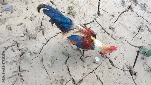 Portrait of a rooster on dry land. Close up photo of an organic chicken chick pecking freely at its food. Close-up of a rooster.