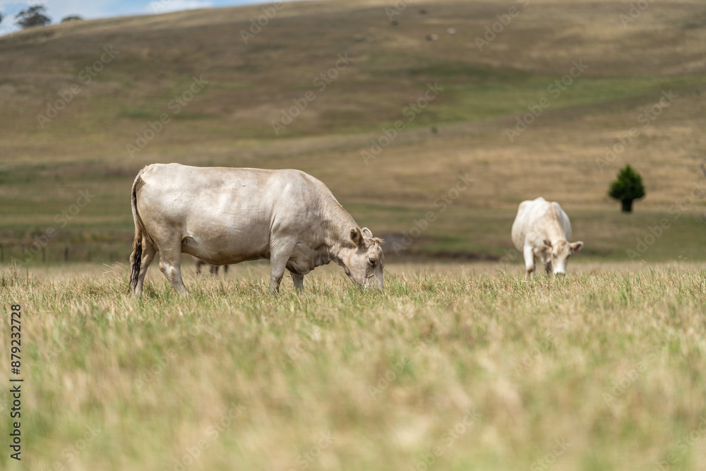 Sustainable Agriculture Practices: Enhancing Ecosystems, Livelihoods, and Resilience through Holistic, Carbon-neutral Approaches grazing cows and bulls on pasture Sustainable Agriculture Practices: Enhancing Ecosystems, Livelihoods, and Resilience through Holistic, Carbon-neutral Approaches grazing cows and bulls on pasture