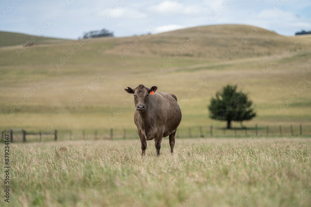 Cows in a field on a farm in spring on green field Cows in a field on a farm in spring on green field