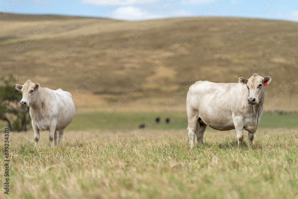 Australian wagyu cows grazing in a field on pasture. close up of a black angus cow eating grass in a paddock in springtime in australia and new zealand Australian wagyu cows grazing in a field on pasture. close up of a black angus cow eating grass in a paddock in springtime in australia and new zealand