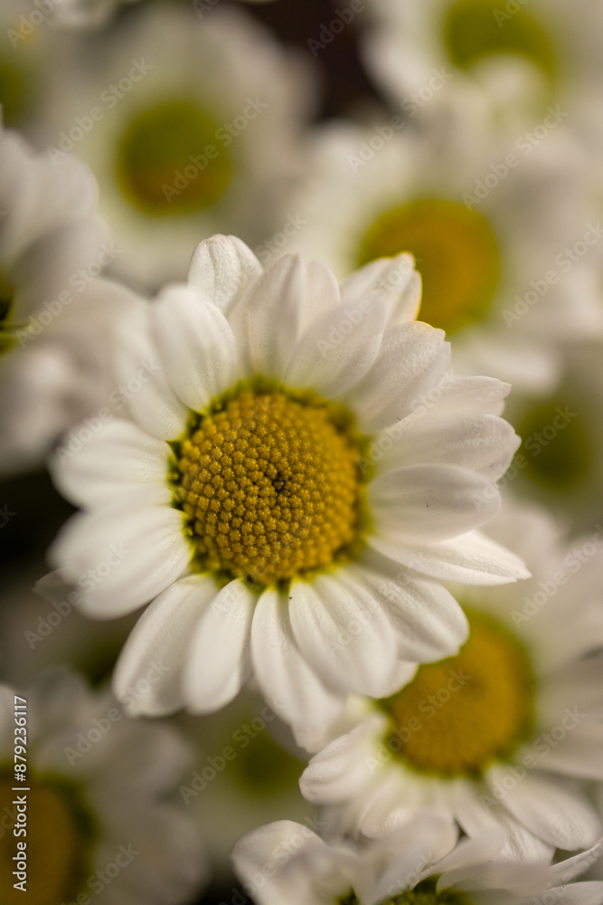 Fototapeta premium Chamomile macro. White chamomile. Macro. Close-up. Black background and wallpaper.