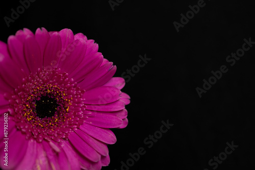 Close-up of a chrysanthemum on a black background. Black background and wallpaper.