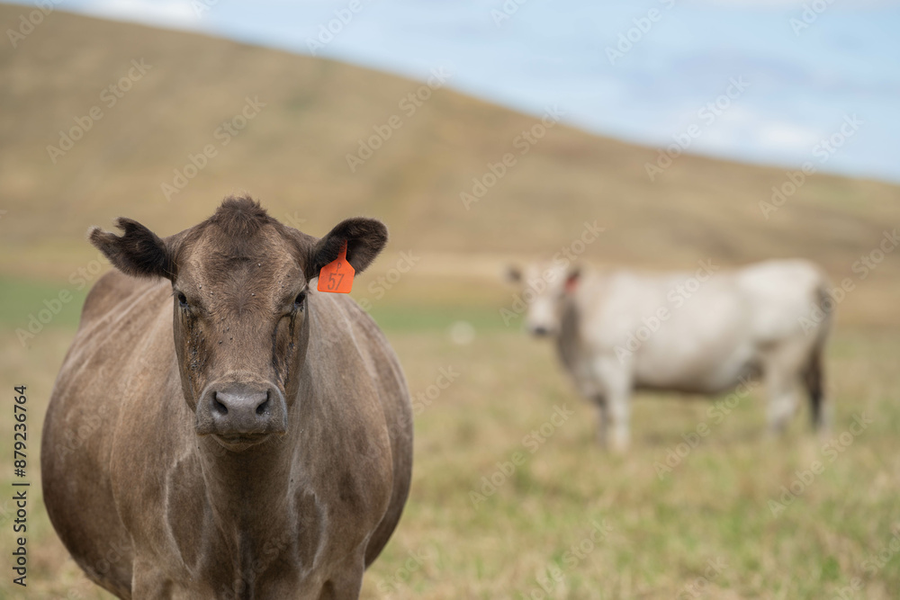 Sustainable Livestock Farming in Australia: Regenerative Practices for Cattle Grazing in Drought Resilient Pastures Sustainable Livestock Farming in Australia: Regenerative Practices for Cattle Grazing in Drought Resilient Pastures